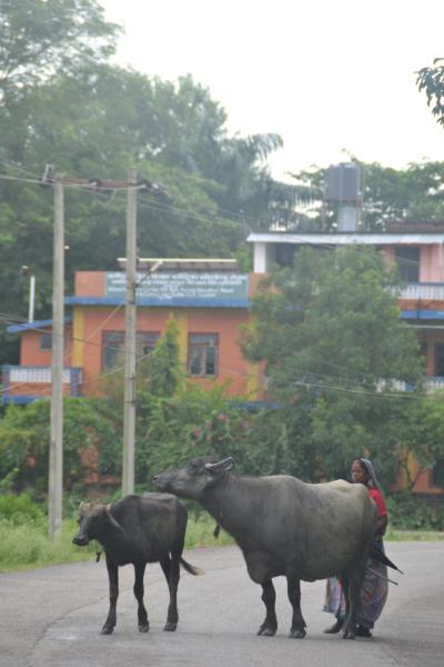 ネパール旅行記(13) ルンビニからカトマンズ 飛行機を奮発