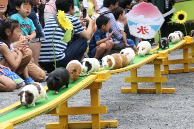 2017年お盆の３日連休初日は自宅から最も近い智光山公園こども動物園へ（後編）マーコールの赤ちゃんや楽しいカピバラ・カップルや日本一長いテンジクネズミのおかえり橋とおうちにダッシュで帰るヤギほか