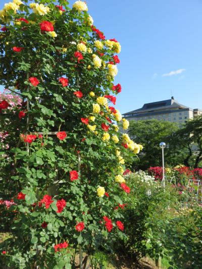 そうだ花を見よう!!～今年は花巻のバラ園へ♪ついでにグルメも楽しみます～