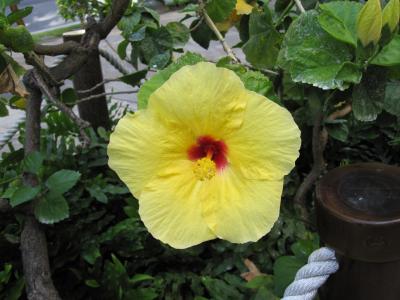 2017年オアフ島でGOLF