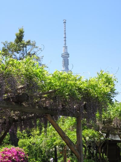 そうだ花を見よう!!～たまには別の花を見ないとね♪藤の花を見に亀戸天神＆つつじの根津神社ついでにミュシャを見に六本木へ編～