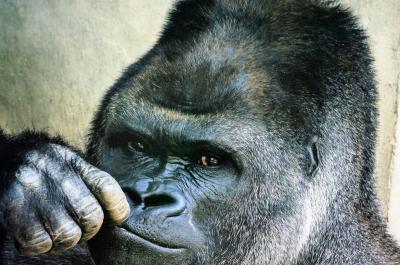 night zooのはずなのに・・・いつの間にかフラフラ。