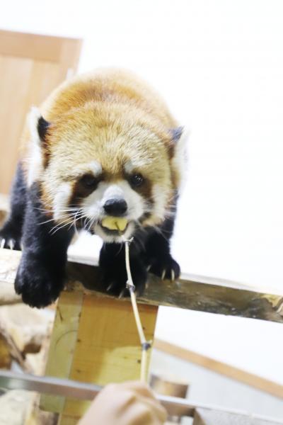 2017年お盆の三日連休中日は長野遠征（４）茶臼山動物園レッサーパンダ特集＆初のナイトズー：お散歩に代わりエサやり体験のロンくん！＆おさわりウォンバットと初めて会えたビントロングのシュートくん