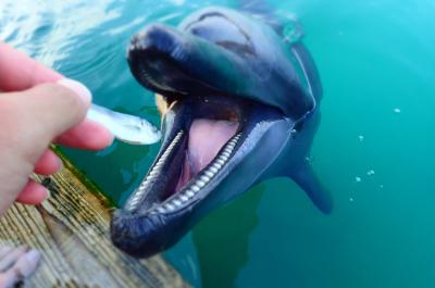 めがね君が行く！やいまの旅 with ゆかいな仲間たち【イルカと遊ぼっ！編】