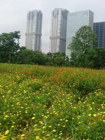 キバナコスモスが見頃の浜離宮恩賜庭園を散歩      :*:・゜'★.。・:*:・゜'☆♪