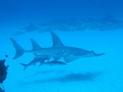 石垣の海！珊瑚は生き返りつつある喜び！