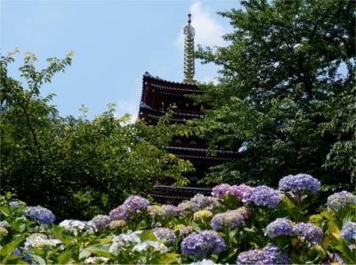 6月はあじさい見たい！松戸の本土寺へ行ってみたよ。