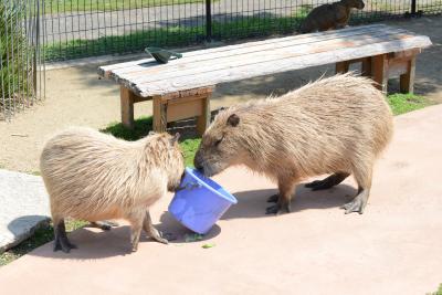 カピバラとのふれあいの旅（赤穂編）