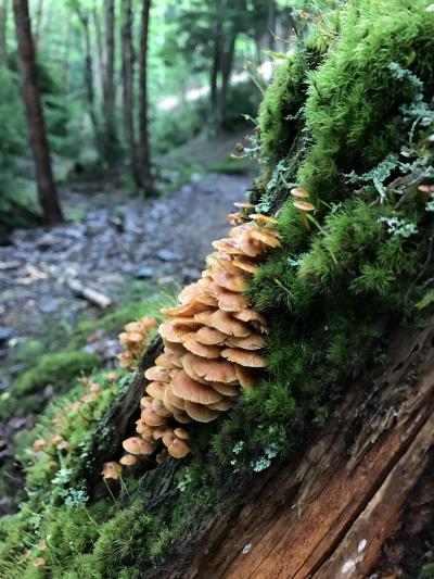 甲武信ヶ岳 苔ときのこと源流と