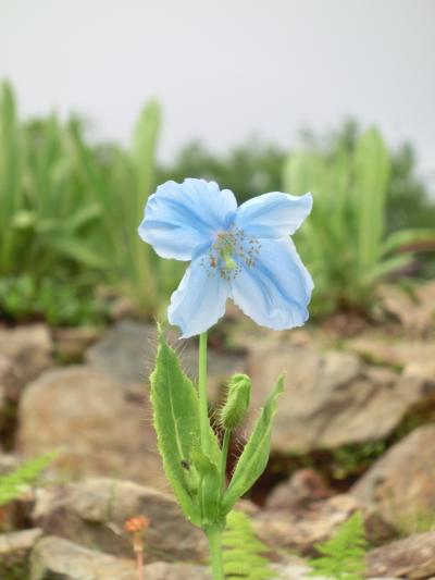 白馬五竜高山植物園♪～２０１７～