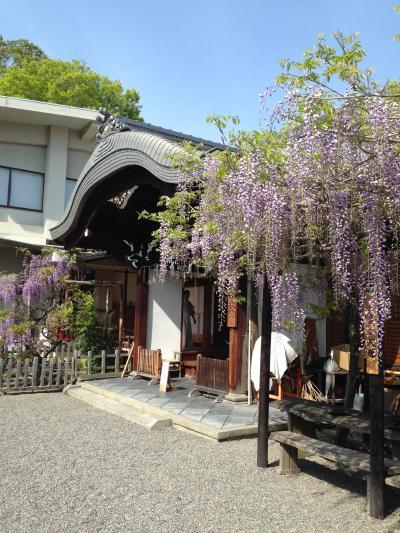 2016年4月：京都散歩（藤と桜の春日神社・ねことつつじの梅園神社）