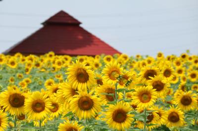 ２０１７　盛夏の花巡り♪