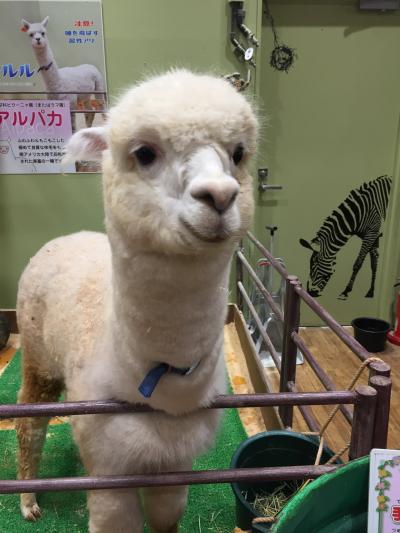 夏休みは滋賀から岐阜、清里、静岡そして、またまた滋賀