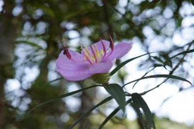 ブルネイ・ダルサラ～～ム⑤