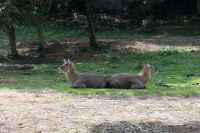 夏旅2017! 序盤戦 東アフリカの旅!! 動物園に寄っただけ？エンテベ編!!!  