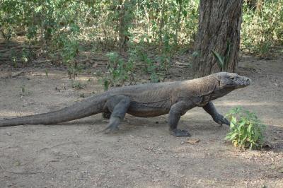 コモドドラゴンを求めて...1泊2日ボートの旅