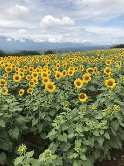 夏の八ヶ岳 山梨編（JALマイルを使って温泉旅館に泊まろう！）