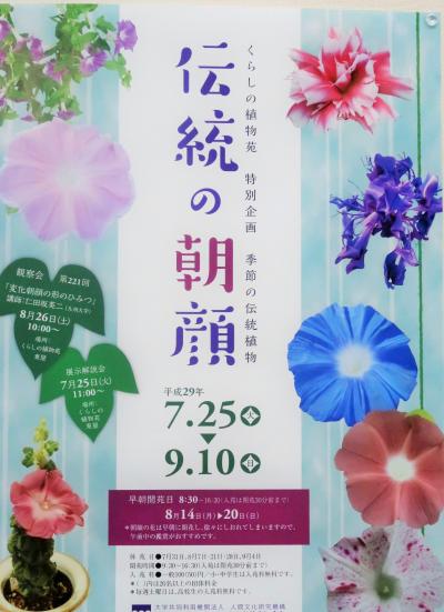 歴博ｃ  くらしの植物苑 　≪伝統の朝顔≫展で　☆大輪あさがお・ヒョウタン/アイも