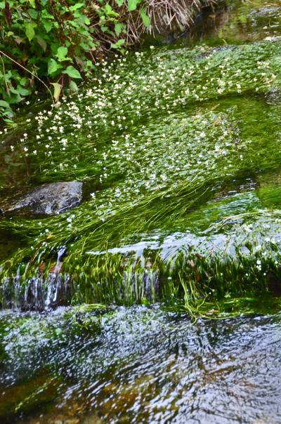 真夏の涼しさを求めて・治左川（福井）と地蔵川（滋賀）との梅花藻