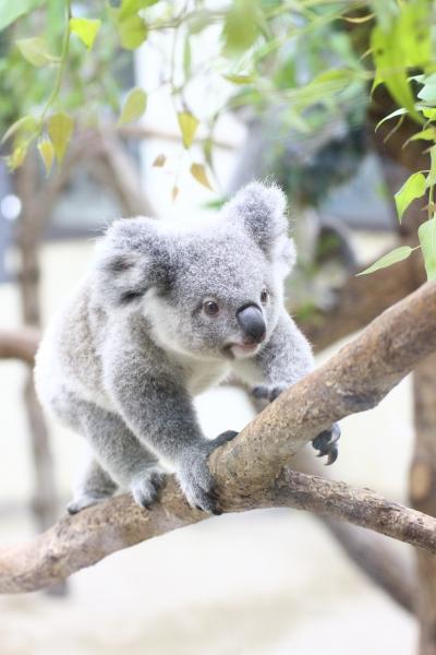 アフタヌーンからナイトズーの埼玉こども動物自然公園（東園編）コアラのニーナちゃんもカピバラもシマオイワワラビー一家も昼夜マイペース＆すくすく育っているニホンカモシカの妖精のようなサツキちゃん