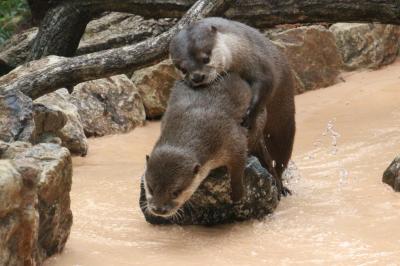 アフタヌーンからナイトズーの埼玉こども動物自然公園（北園編）目が離せないコツメカワウソのらぶらぶカップル＆たそがれ時の大盛況なペンギンヒルズ＆残業当番のレッサーパンダはソウソウくん