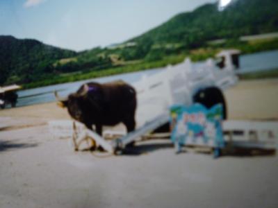 年越しの石垣・竹富島