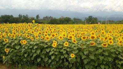 夏の石和温泉～2泊してあちこち観光～