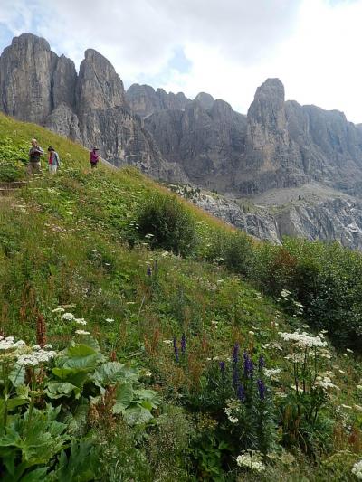世界遺産ドロミテとアルプス展望ルート10日間の旅⑳カルデーナ峠で見られた高山植物