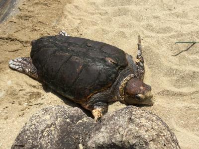 和歌山のパンダを見てきました