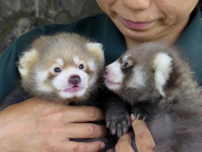 真夏のレッサーパンダ紀行【６】 秋吉台自然動物公園サファリランド　はじめまして、輝君＆耀君！！ ２０１７年最初の仔パンダ紀行は秋吉台から！！