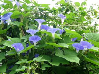 早朝散歩でリハビリ・・・2-2　夏から初秋にかけて変わりゆく水稲・野草の変化を楽しみながら歩く