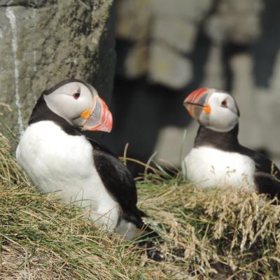 アイスランド紀行 2 南部海岸