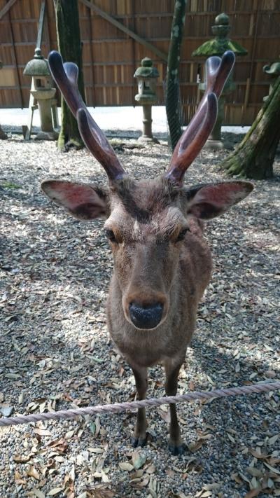 奈良さるく 大人になって向かう修学旅行2
