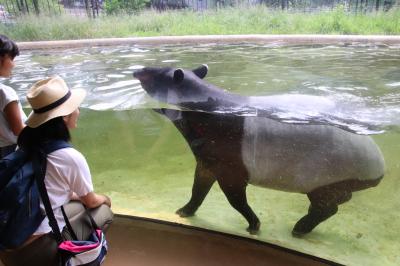 夏の好例の昭和記念公園サギソウ詣は多摩動物公園に寄ってから（１）泳ぐマレーバクのコウくんは可愛いナ！～コウノトリ繁殖の取り組み30年のミニ企画展からシロテテナガザルまで