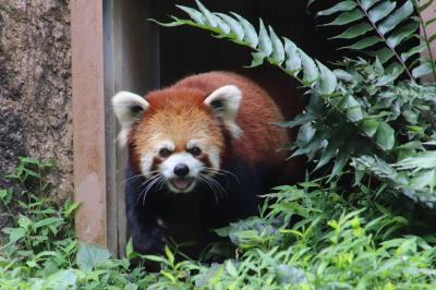 夏の好例の昭和記念公園サギソウ詣は多摩動物公園に寄ってから（２）レッサーパンダのおでこちゃんに会いたくて！～オランウータンからゴールデンターキンとツキノワグマまで