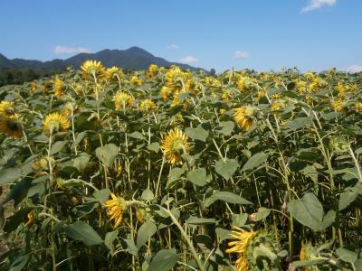 青春18夏2017　⑦　盛岡周辺