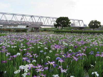 少し遅めの菖蒲園