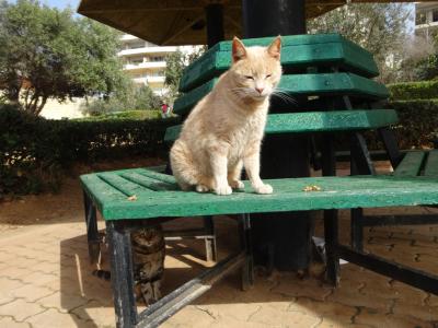 2017年2月 猫好きなら憧れる猫の国マルタへ～姉妹旅1日目(成田→イスタンブール→マルタ)