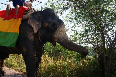 【タイ・スリランカ　象とカレーを巡る旅】④シーギリヤ～コロンボ