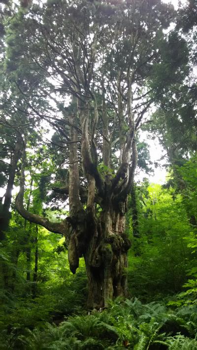 夏休み　隠岐の島　家族旅行