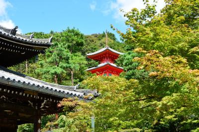 初秋を迎える光明院から泉涌寺へ！2017年