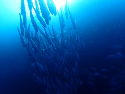 2017*夏ボホール島ダイビングの旅~出発からパングラオ島3本~【前編】