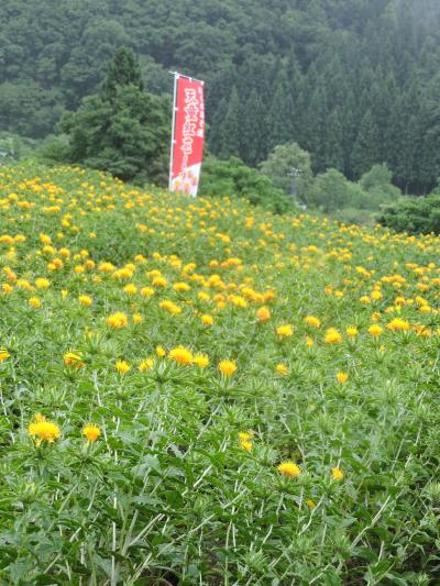 ちょっとしたお出かけしか出来なかったけど、こんな年もあってもいいかな？紅花（県花）を見に天童へ！！等々