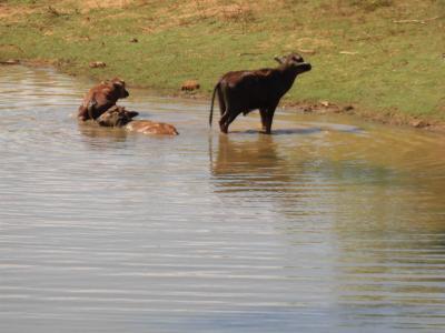 '16 GW 兄妹3人旅 スリランカ編~ダイジェスト、お土産~