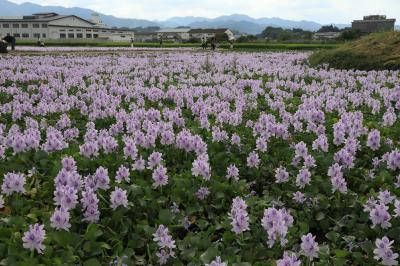 旅するイルカ♪　奈良県橿原市　ホテイアオイ撮影へ