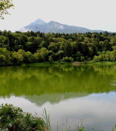 夏の利尻島ハイキング　~利尻富士と沼と湿原と植物とアザラシと海~　3日目