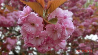 北の海峡の桜