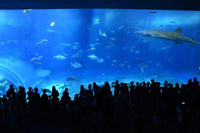 夏休み　沖縄旅行【3】　4日目　美ら海水族館