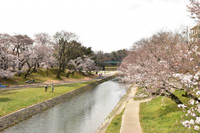 2017 お花見（岡崎城）