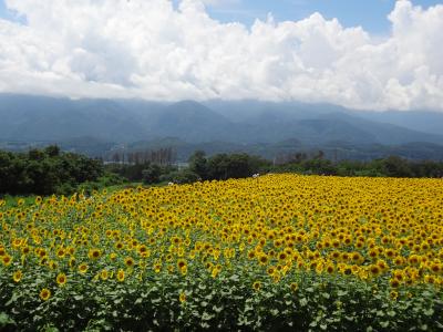 初の「忍野八海」 ＆ 「河口湖」 そして、明野ひまわり畑へ